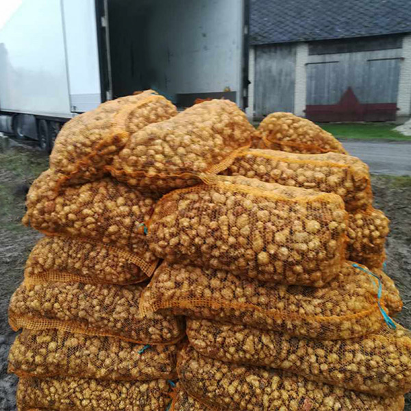 Topinambur 500 kg bulwy na poletka myśliwskie w big bagu